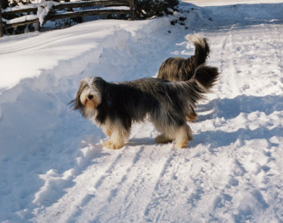 The snow bank in the driveway is taller than Baillie!